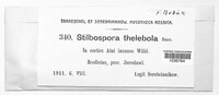 Hendersoniopsis thelebola image